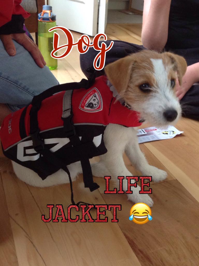 ❤️click❤️ my puppy got a life jacket for he boat cute right?