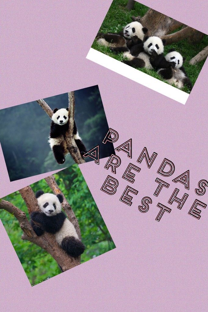 Lol pandas rock the world
