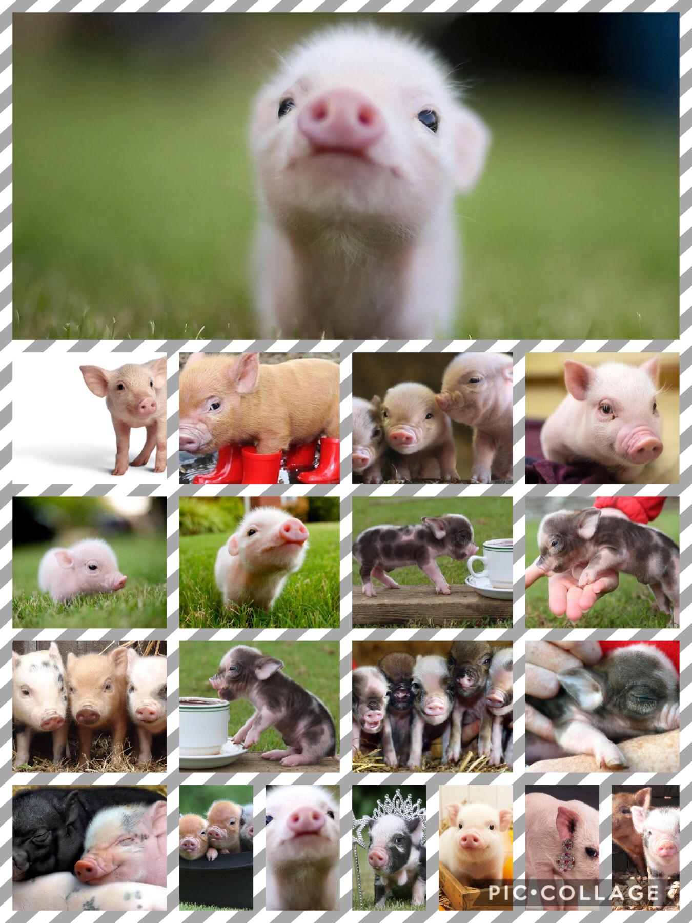 Pigs 🐖 are so cute I just want one!!!
