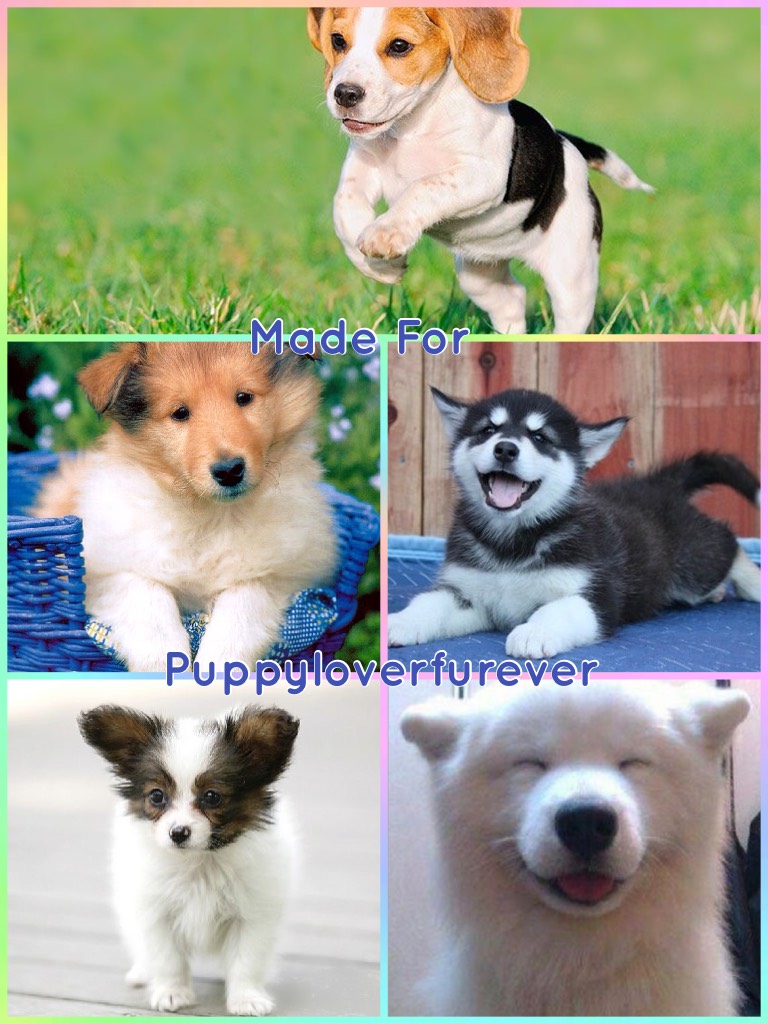 Made for puppyloverfurever
