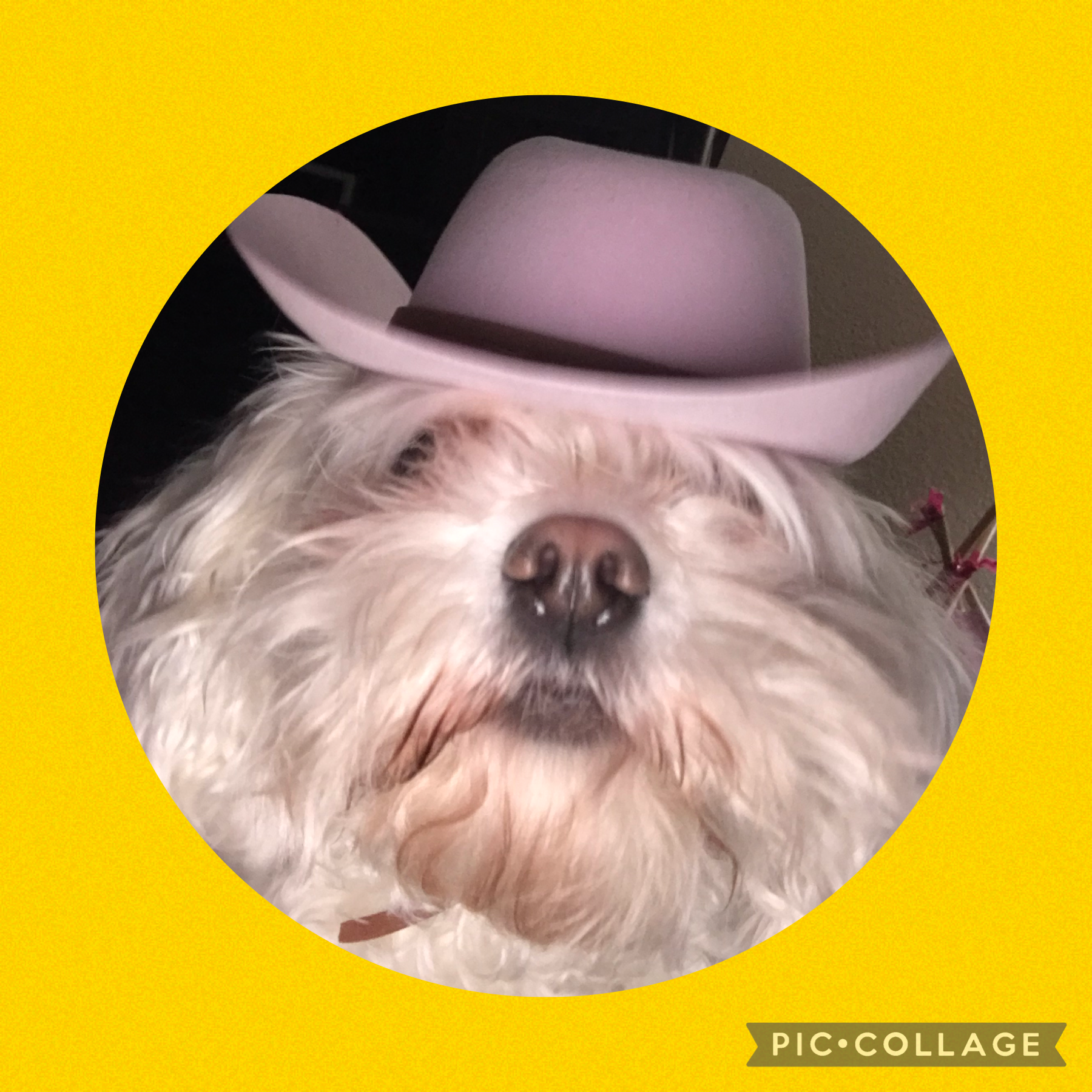 This is Holly, my mom’s dog. She decided to take my phone without my knowing and take a selfie with a cowgirl hat on😂