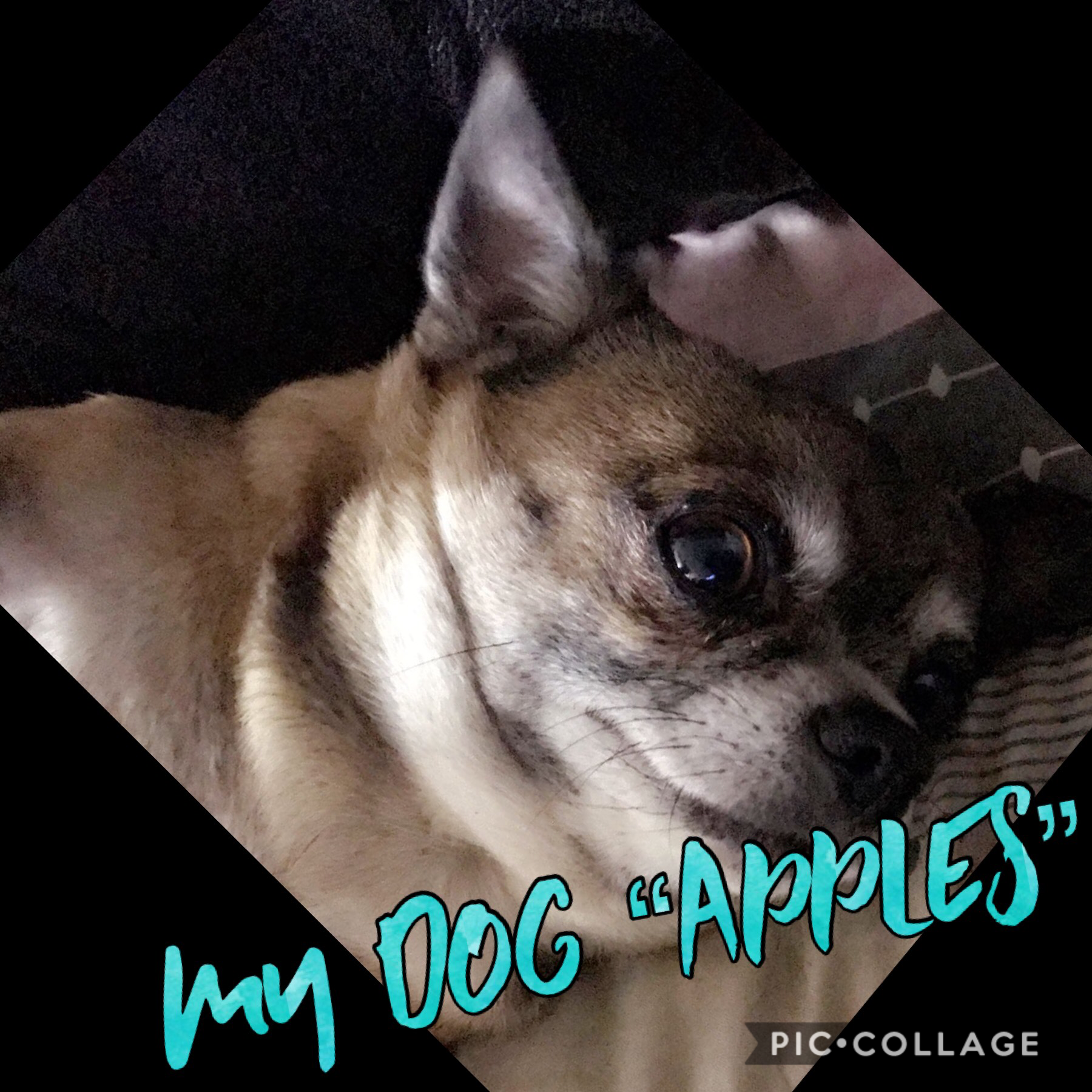 My dog go apples