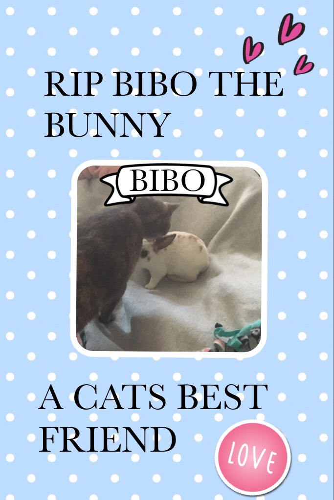 Bibo was the best bunny in the world. May god let him rest in piece
