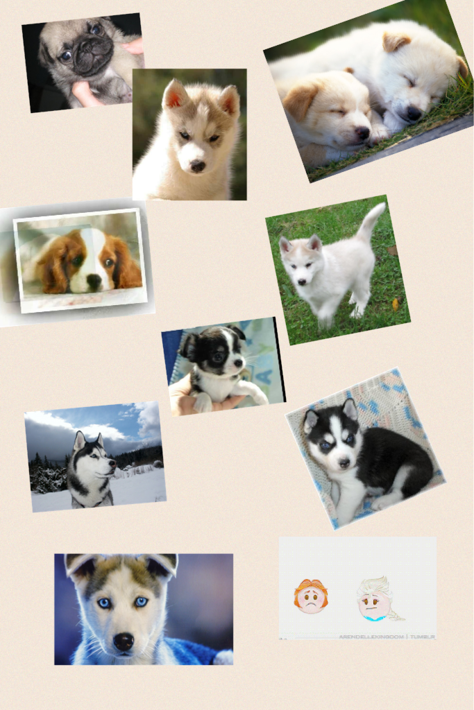 
I love you much dogs husky and cats 