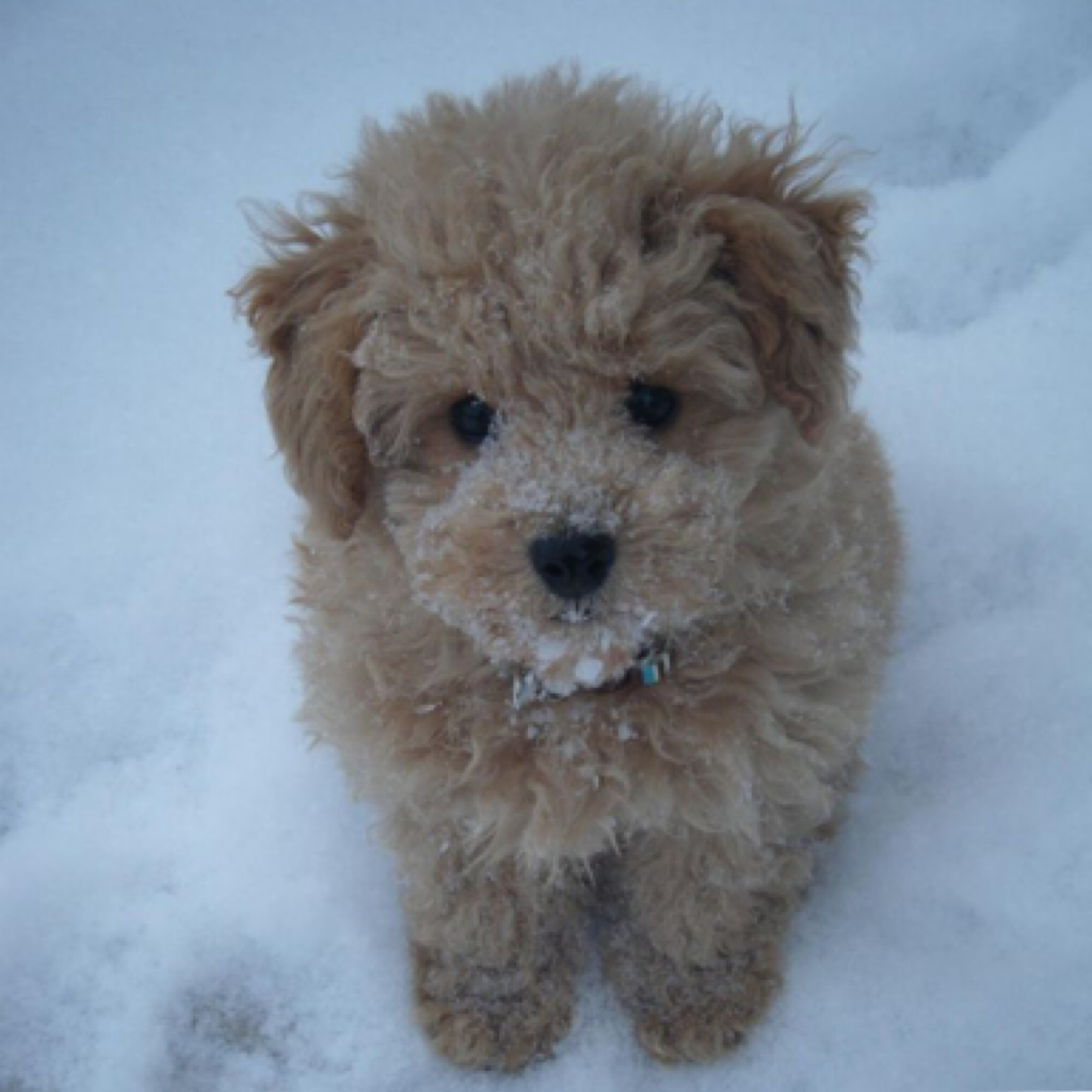 This dog looks like a little teddy bear🐶