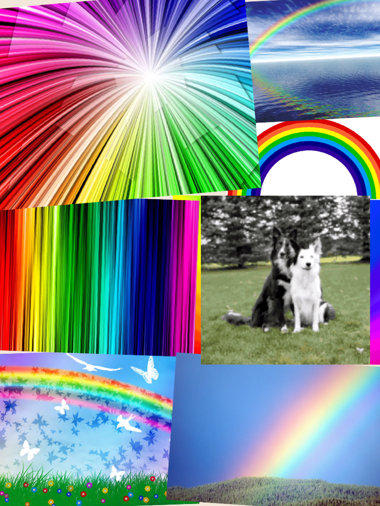 Dog reacts to rainbow