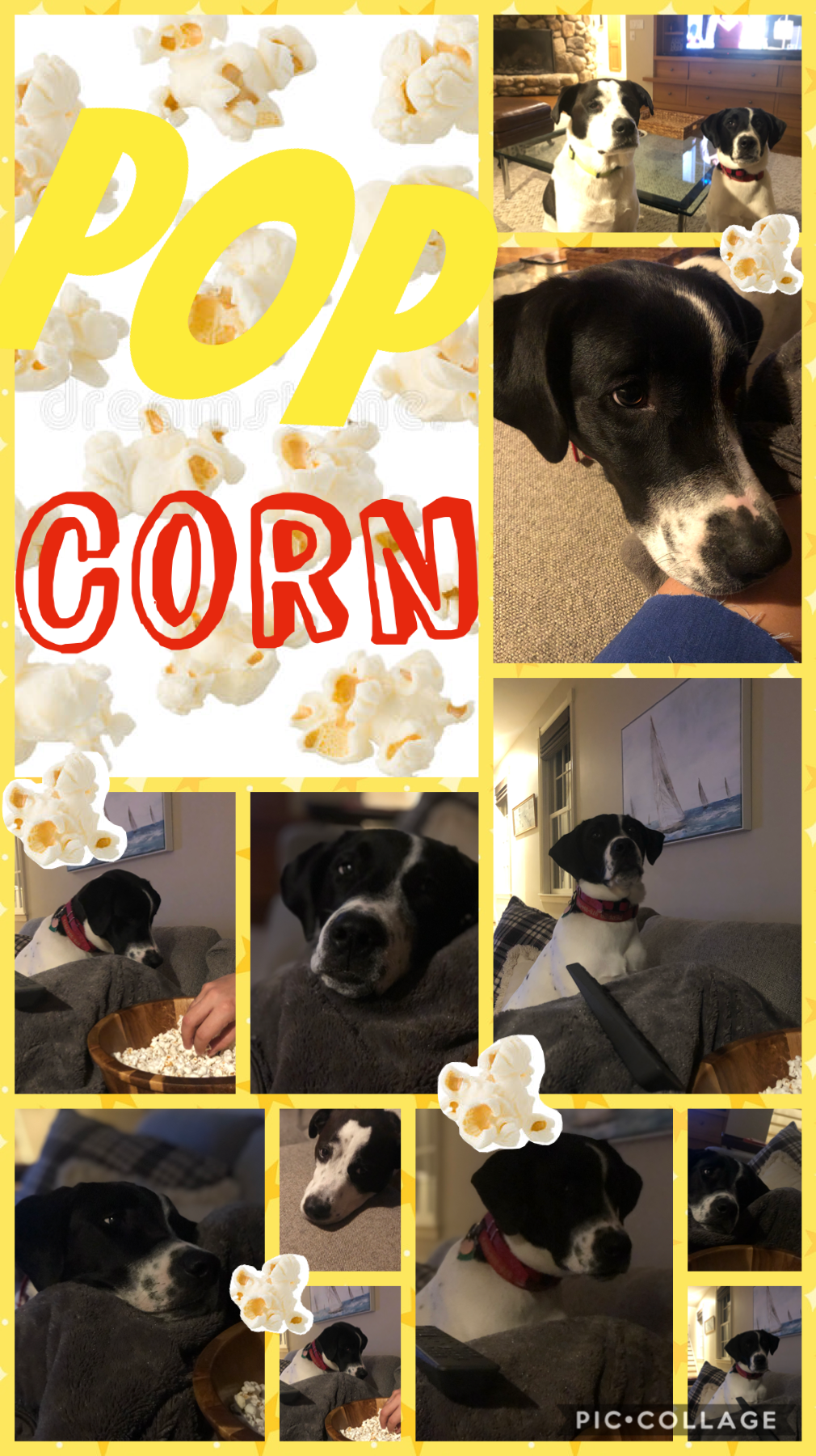 My dogs faces when they see popcorn 😂😂😂😂😂