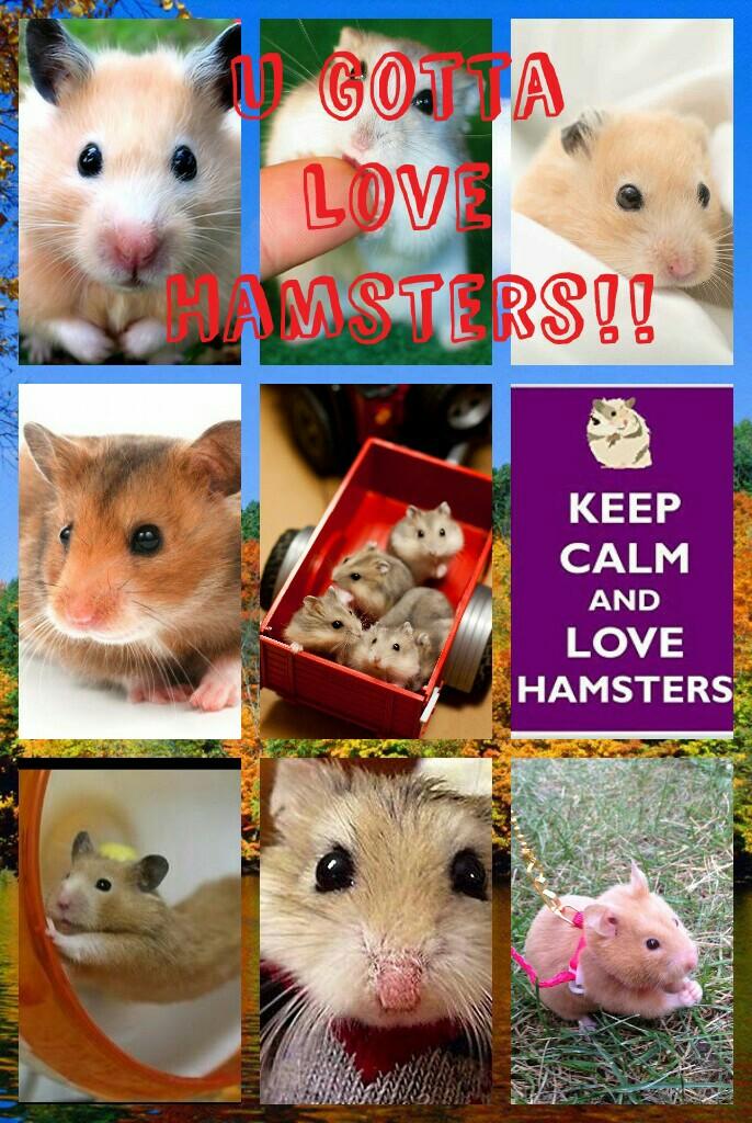 U Gotta Love Hamsters!!