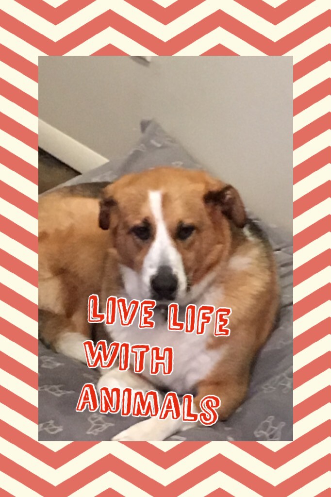 Live life with animals 