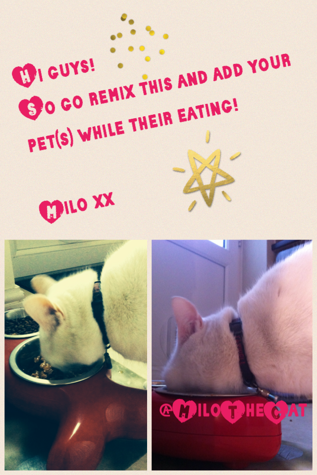 😺Hey fellow Milo Lovers!😺

😺Remember to follow me on musical.ly (@kittycatmilo)😺

😺Remember:😺

😺'Never let tough obstacles in life take over.'😺

😺- Milo😺

😺See you next week!😺

Milo xx🐾