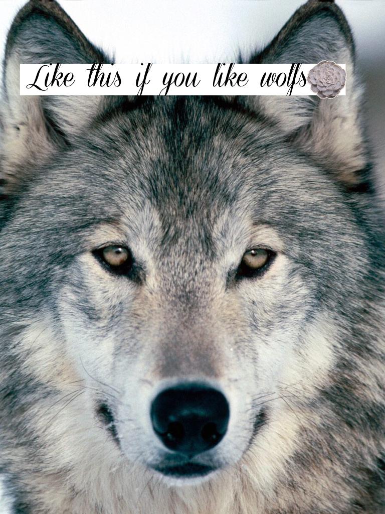 LIKE this if you like wolfs 😊