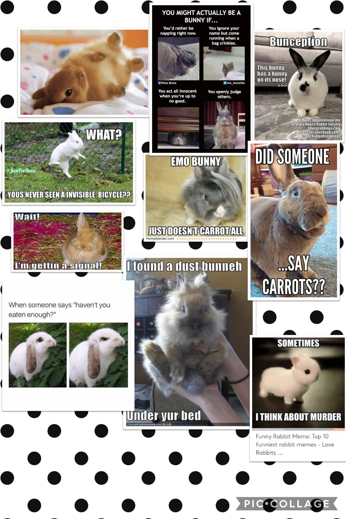Here are some bunny Memes