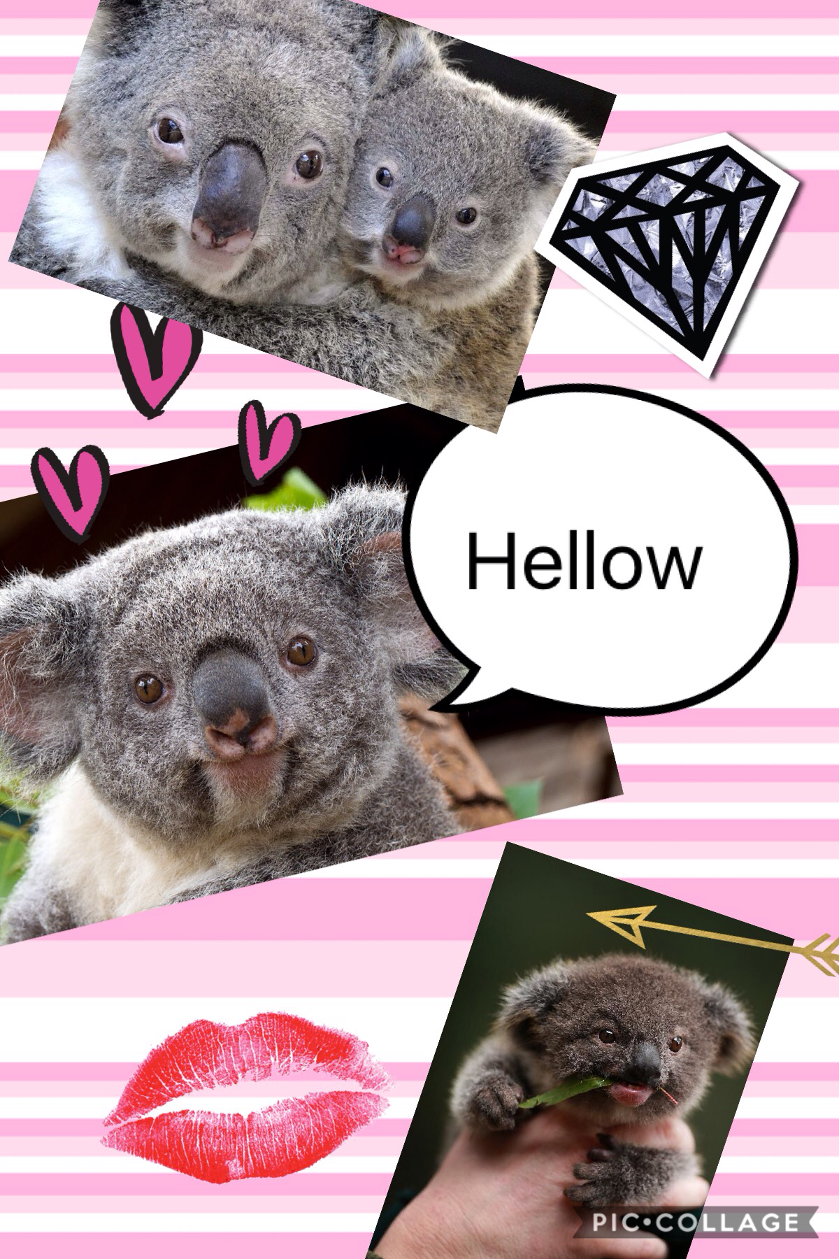 Koalas are my fav animal