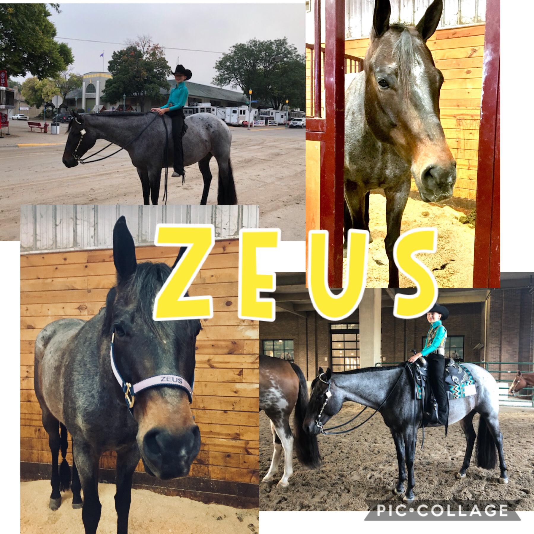 Zeusie my show horse
