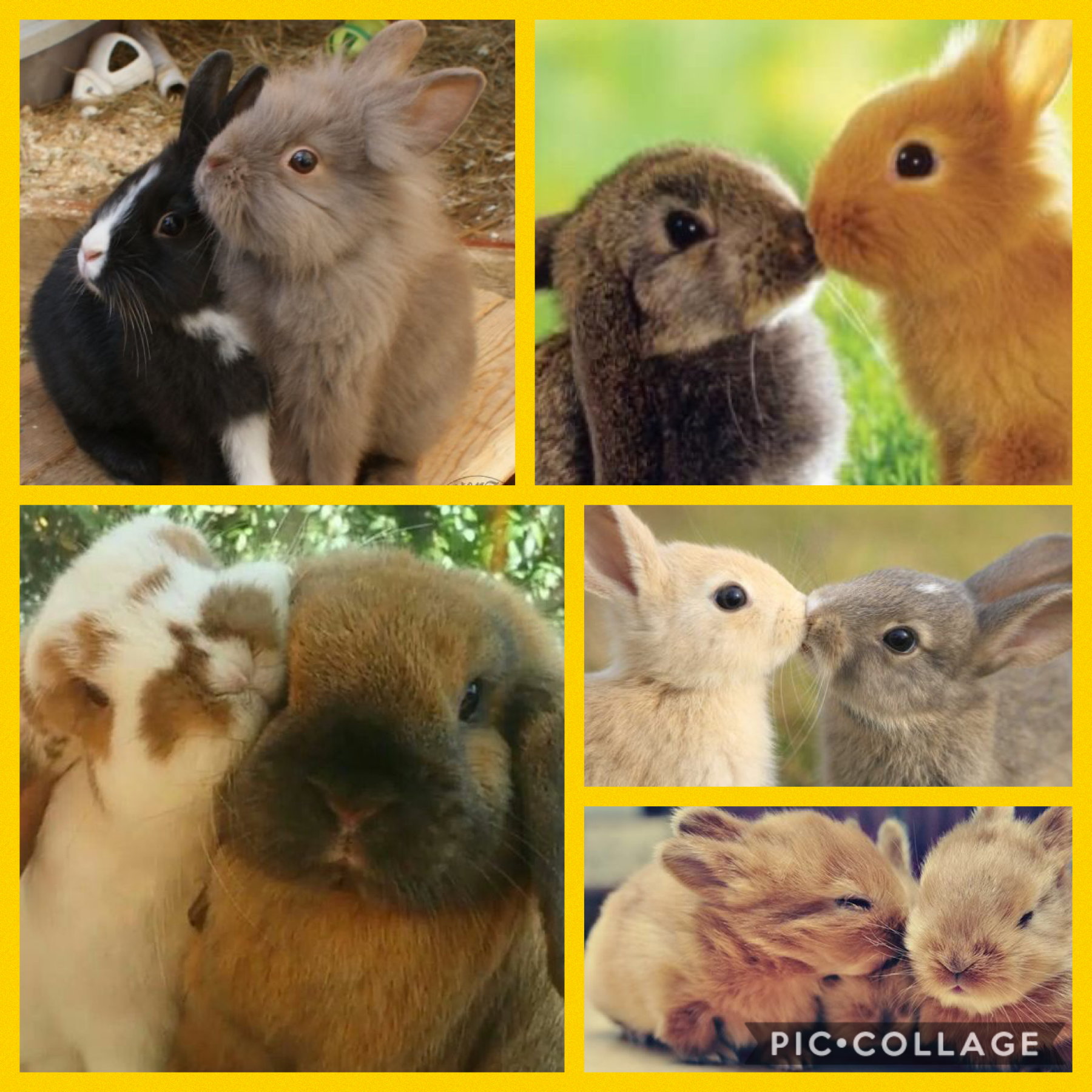 Love between rabbits. It’s so cute 💕 
