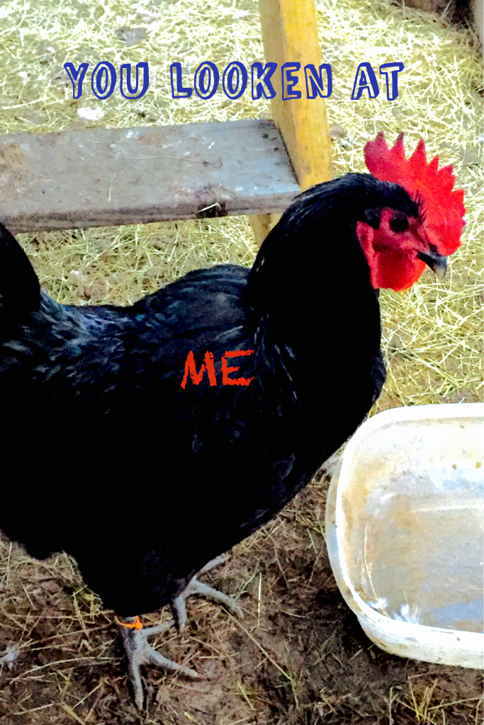 My chicken 