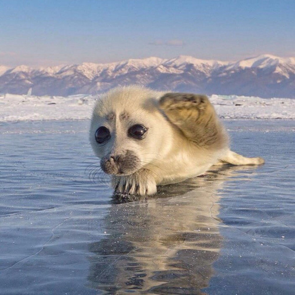 I also love seals, I want a seal