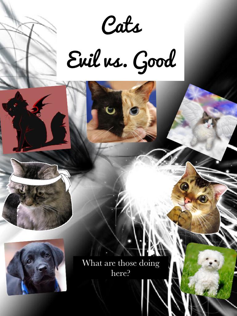 Cats
Evil vs. Good