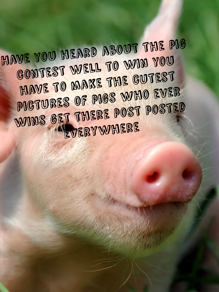 Have you heard about the pig contest well to win you have to make the cutest pictures of pigs who ever wins get there post posted everywhere