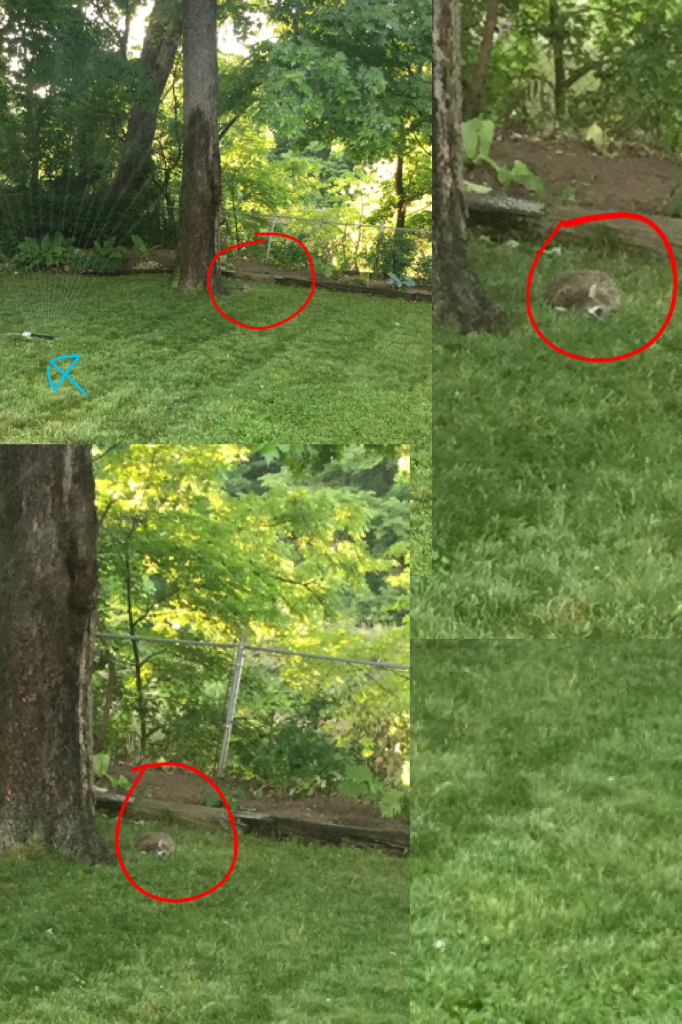 When there is a raccoon in your backyard, in the middle of the day, when the sprinkler is on. (Silly raccoon)