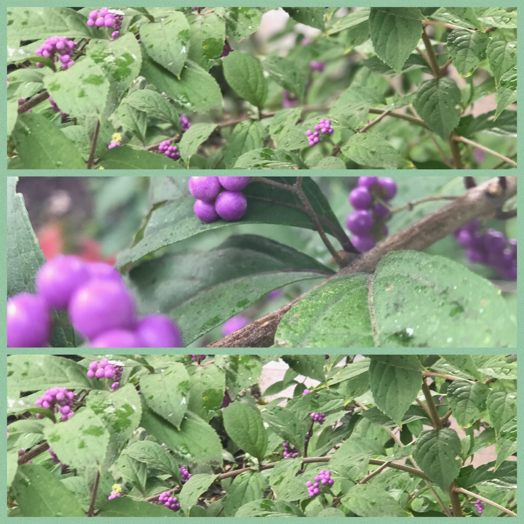 Purple and green aesthetic