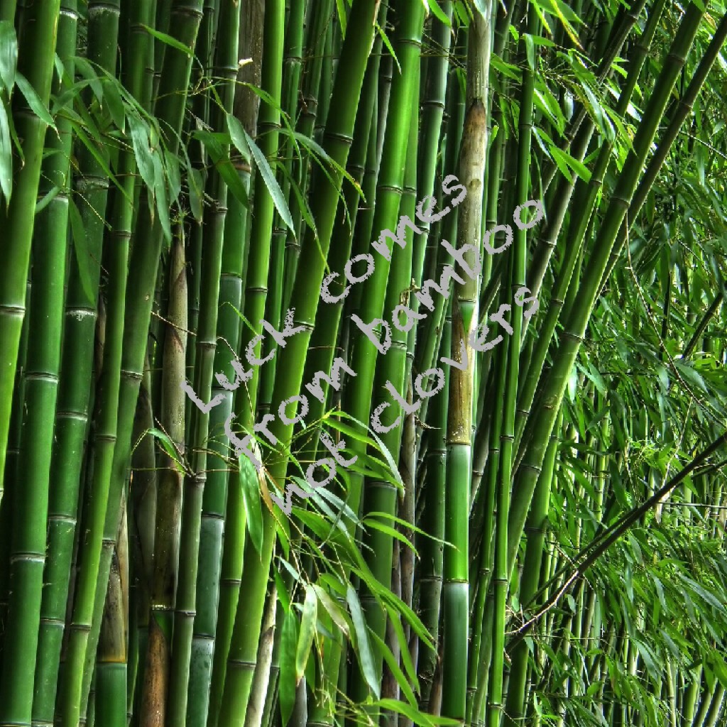 Luck comes from bamboo not clovers 