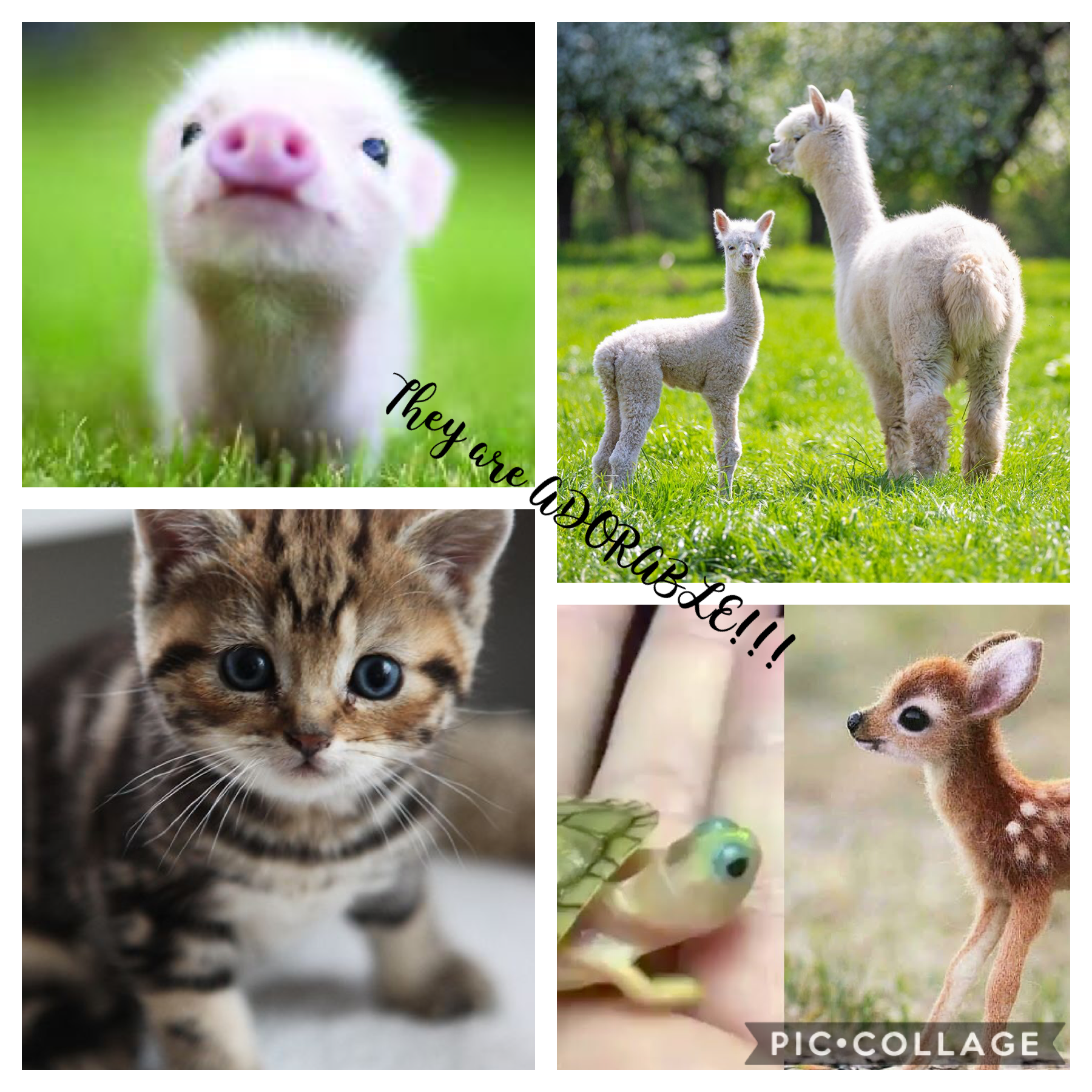 Aren’t these cute animals I love Baby animals!