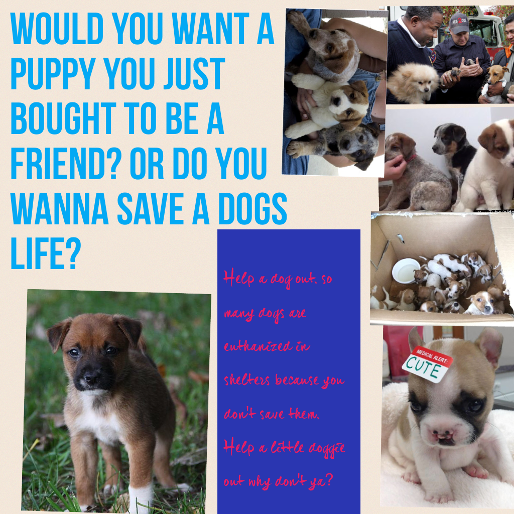 Would you want a puppy you just bought to be a friend? Or do you wanna save a dogs life? 