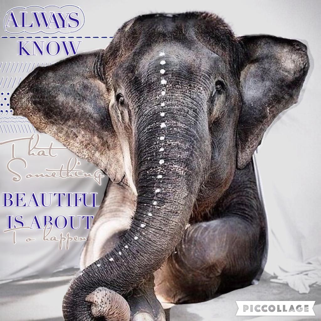 Hello everyone!!!🌞🌞 just a simple elephant edit☁️🙄😂 but yea please rate 1-10 and comment 🐒 if u seed dis😂😊bye