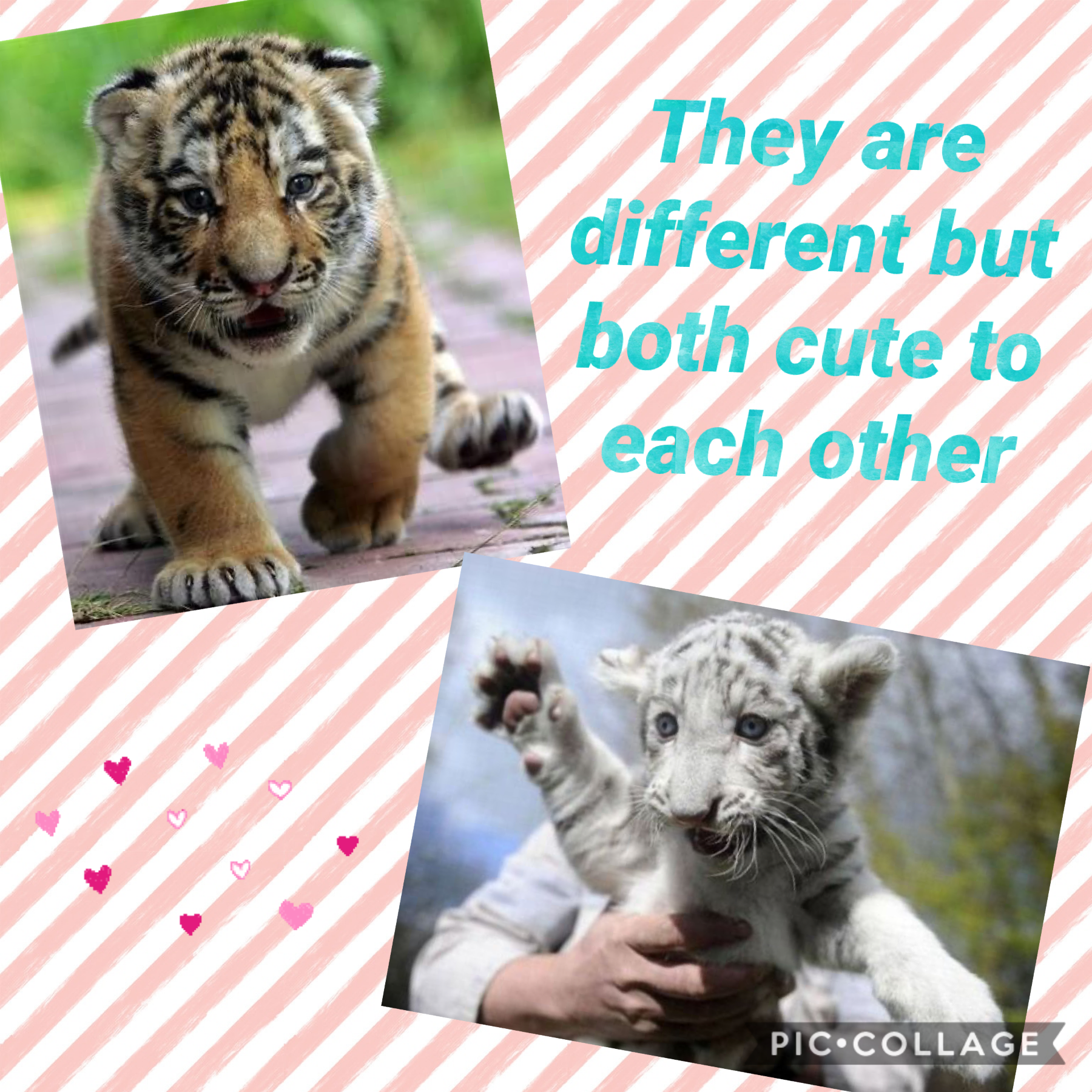 Two baby tiger too cute 