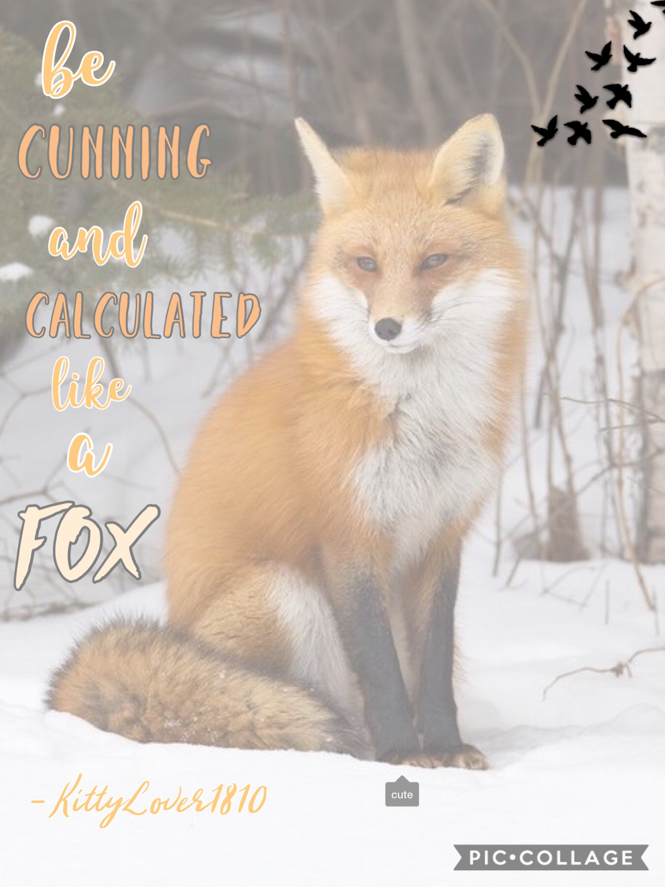 🧡🦊TAP🦊🧡
Hey guys! Sorry I've been away (I've been busy with school and stuff at home) but things will hopefully start to settle down so but for now here's a collage I've been meaning to post for a while...
So this is another quote I made up, I wanted to d