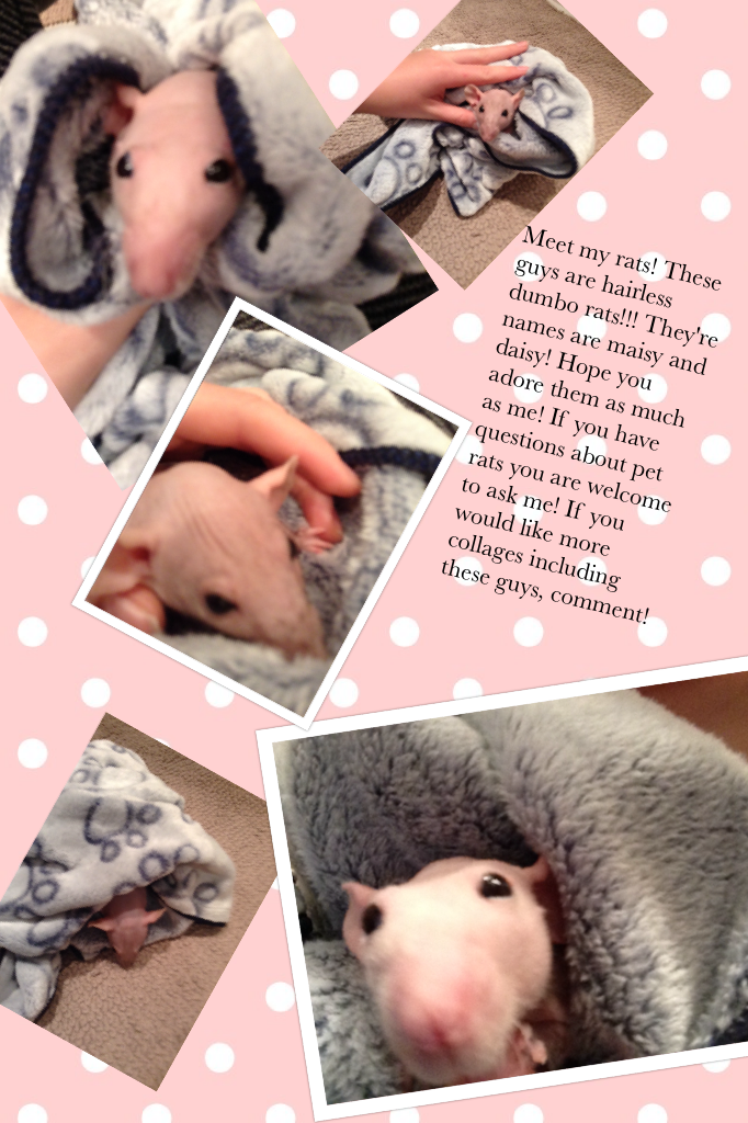 Meet my rats! 

Aren't they cute?
