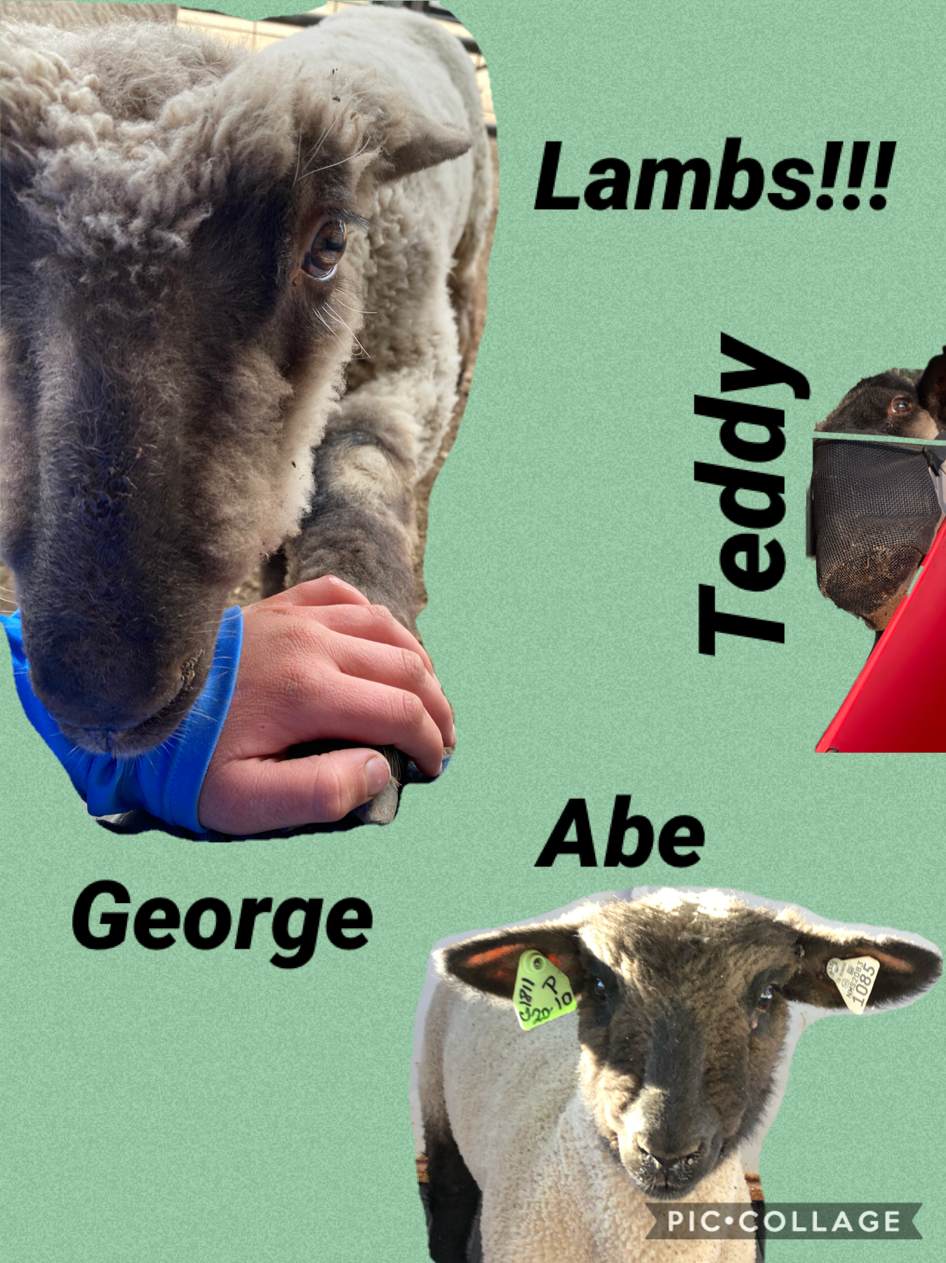 Lambs!!!!!!!!!!!