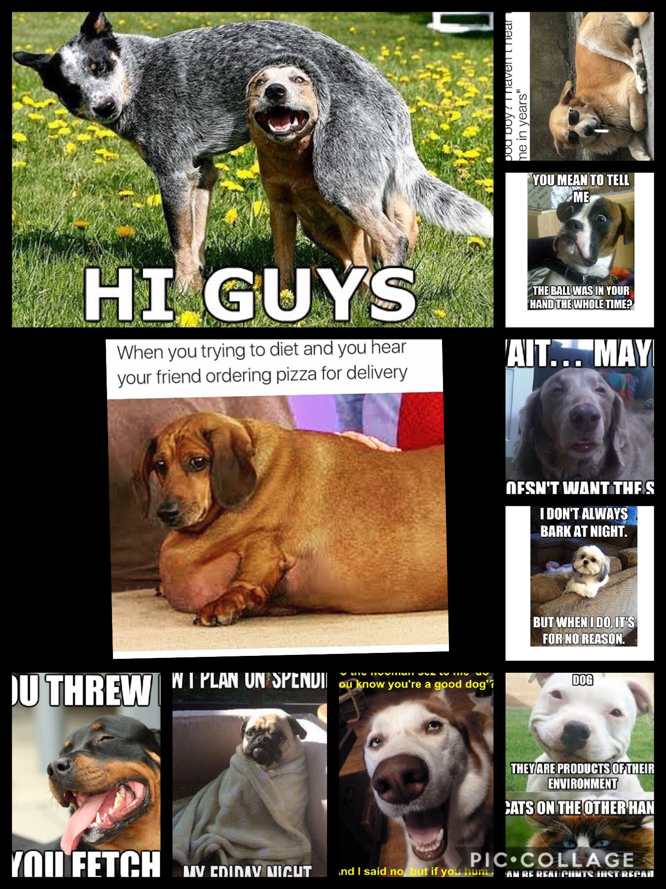Dog memes 