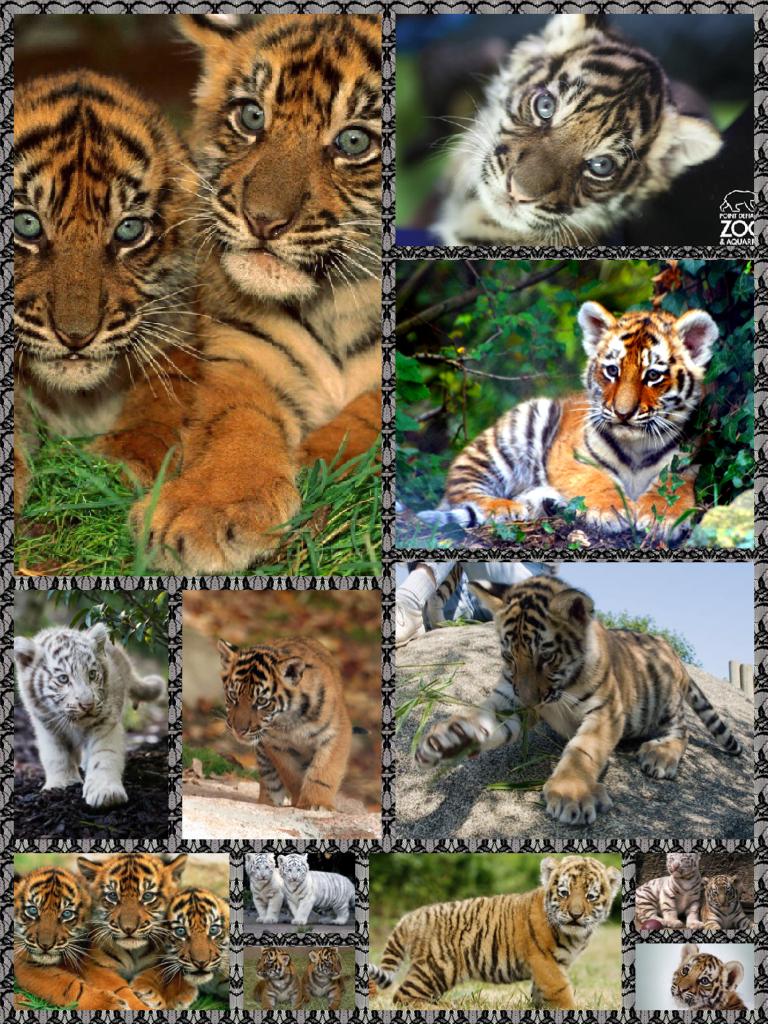 Check out these tigers