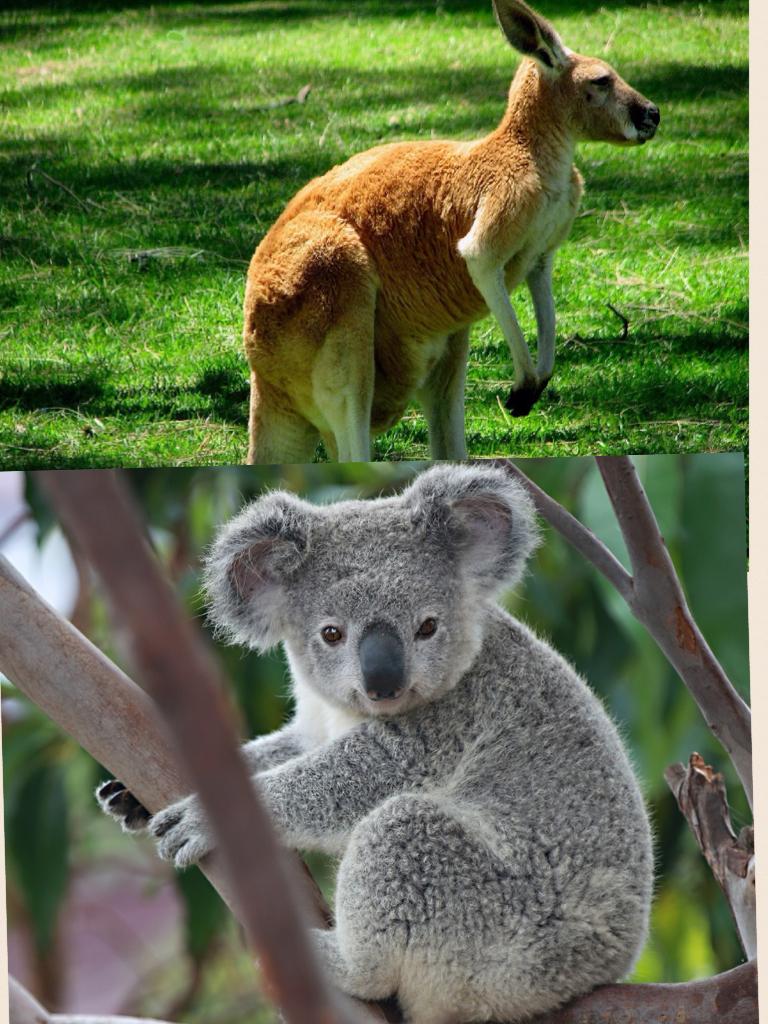 I just realized my two most favorite animals are Australian. I mean I guess it kind of makes sense though. Sense I am originally from there. Just came to the u.s really young