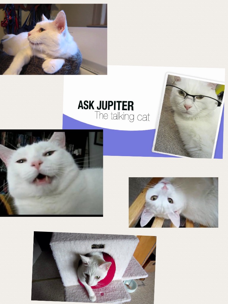Jupiter the talking cat