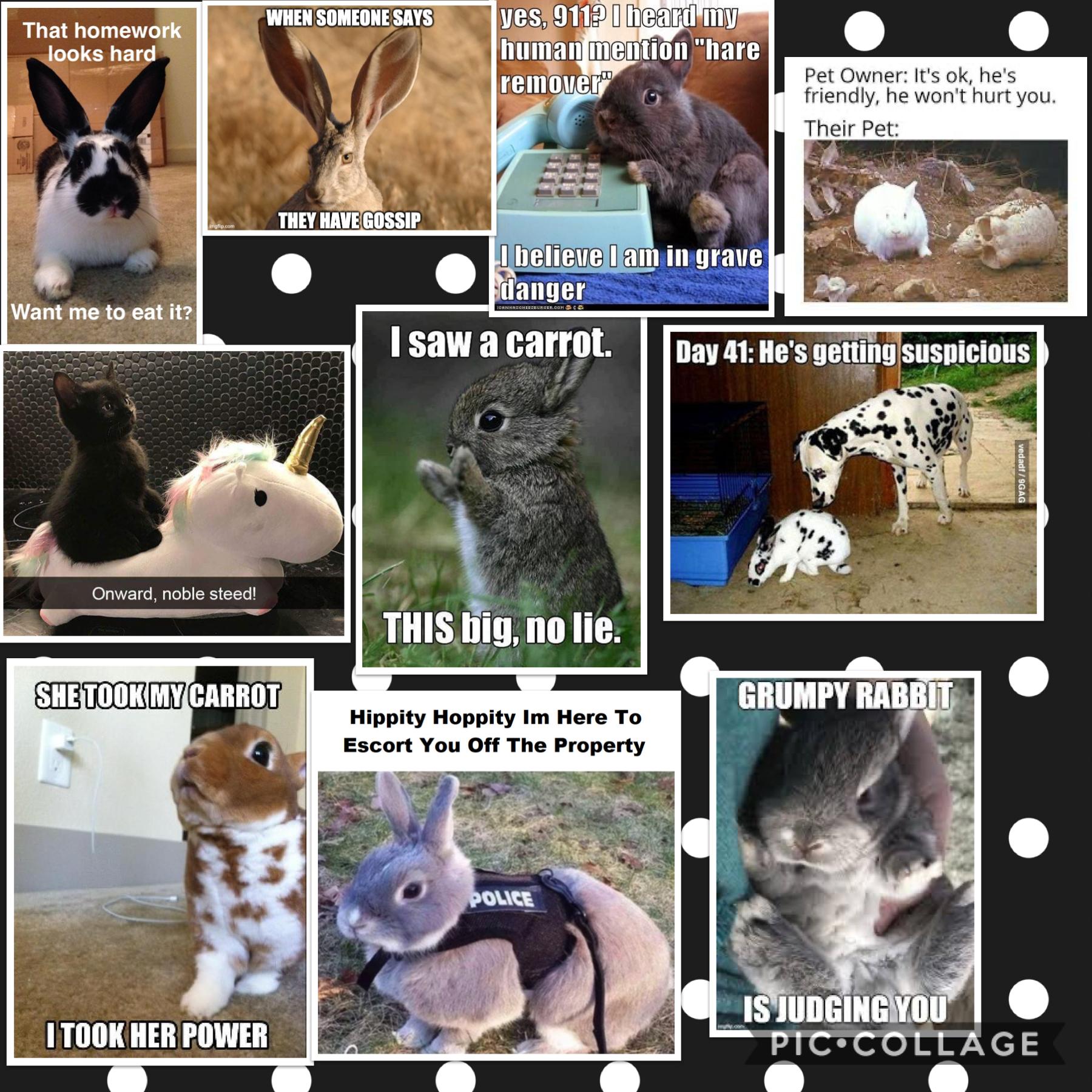 Here some more bunny memes
