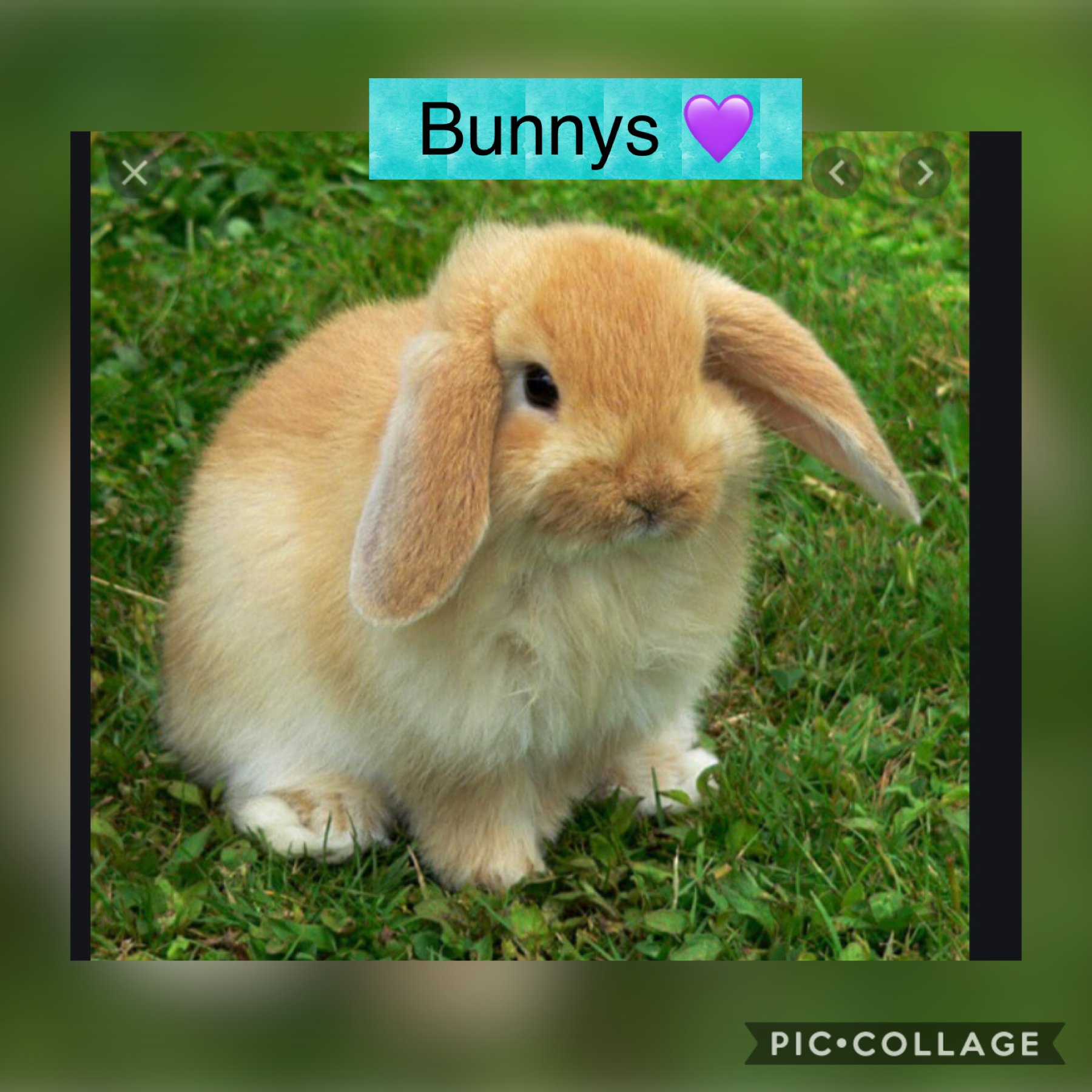Super cute bunny!