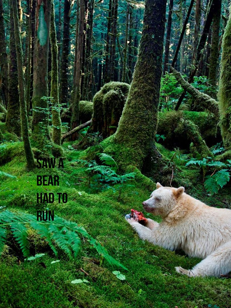 Saw a bear had to run