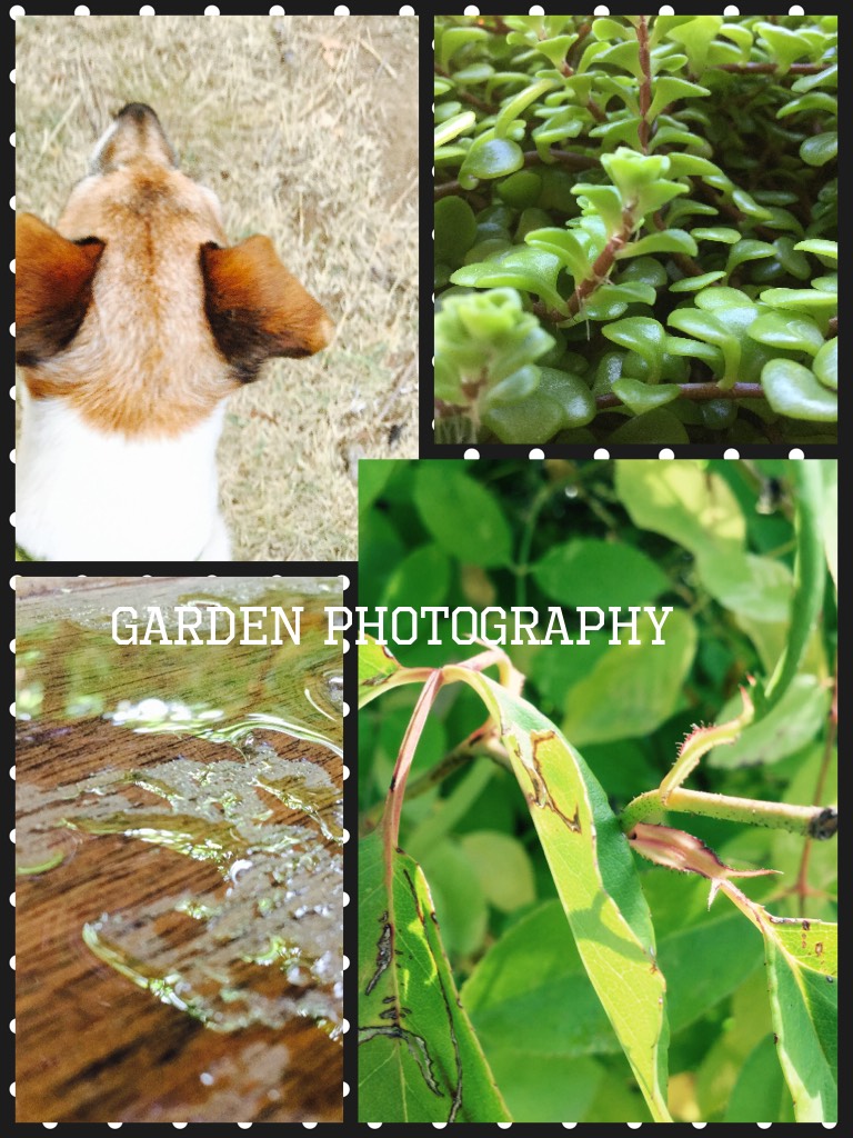 Garden photography 
