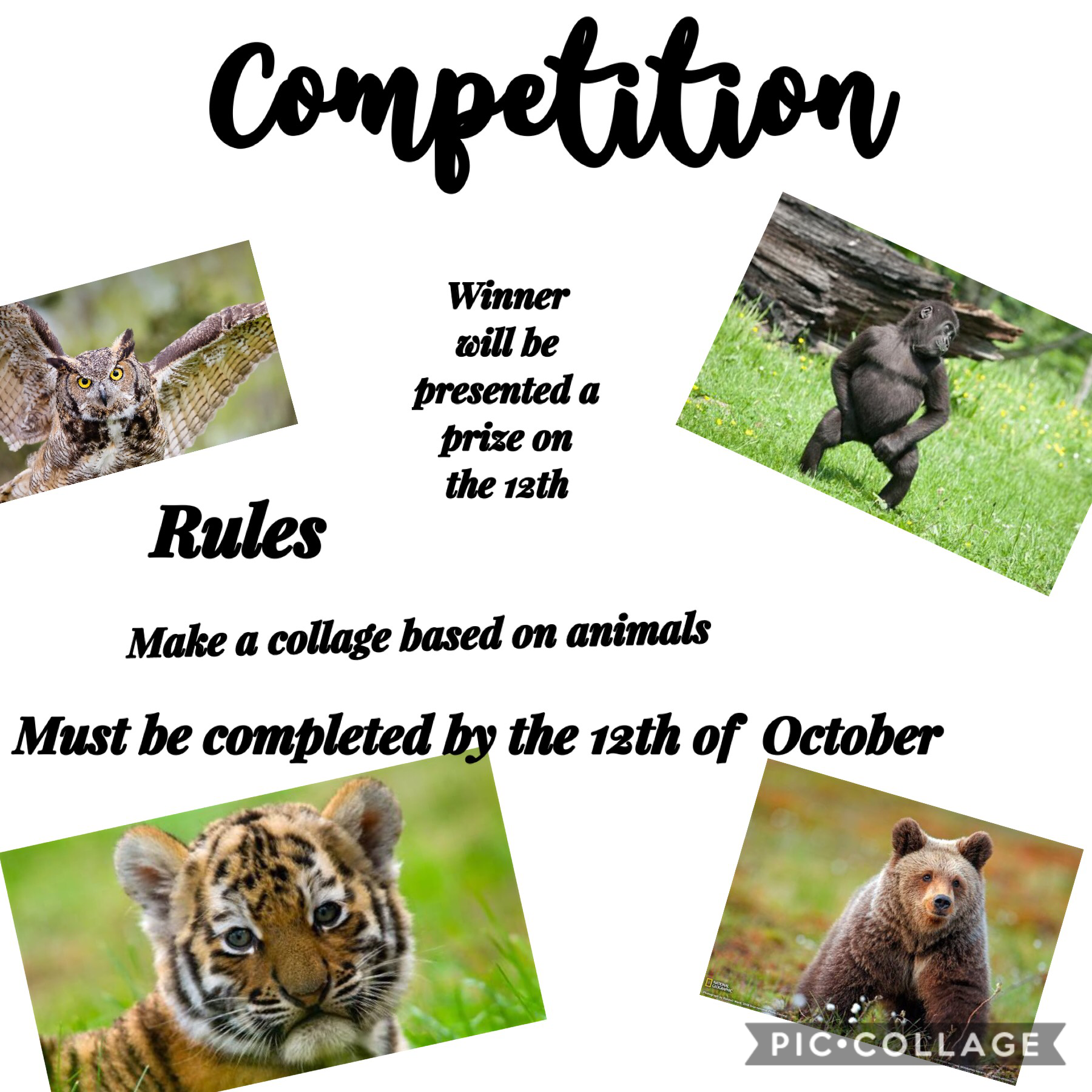 #PicCollage #animals #prize #competition #shoutout
