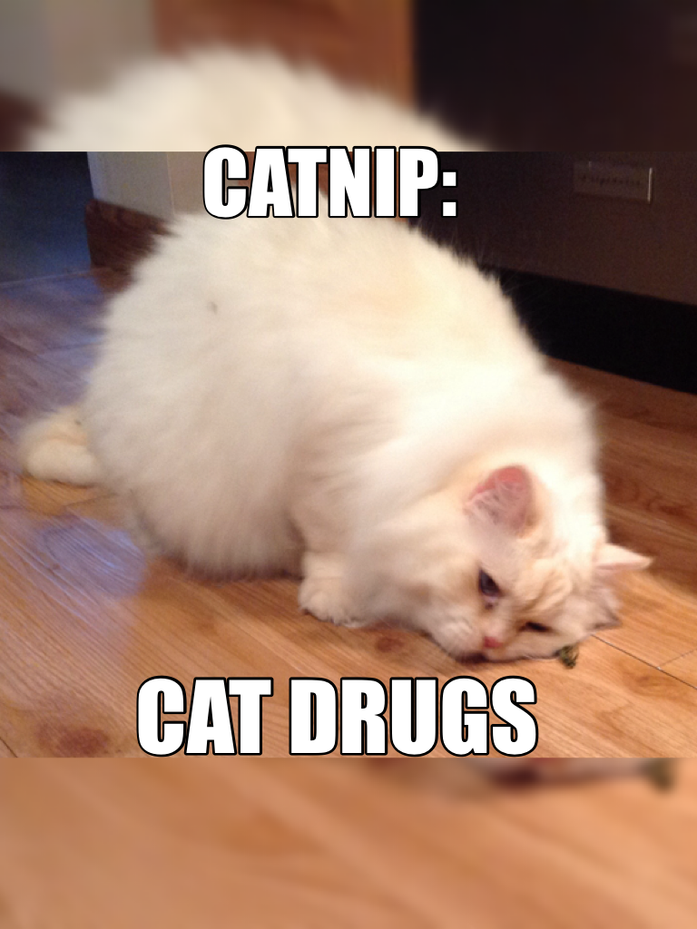 This is not real so please don't think catnip is cat drugs because it isn't. This was meant as a joke. Repost if you want but give credit please. Don't take this seriously! 
