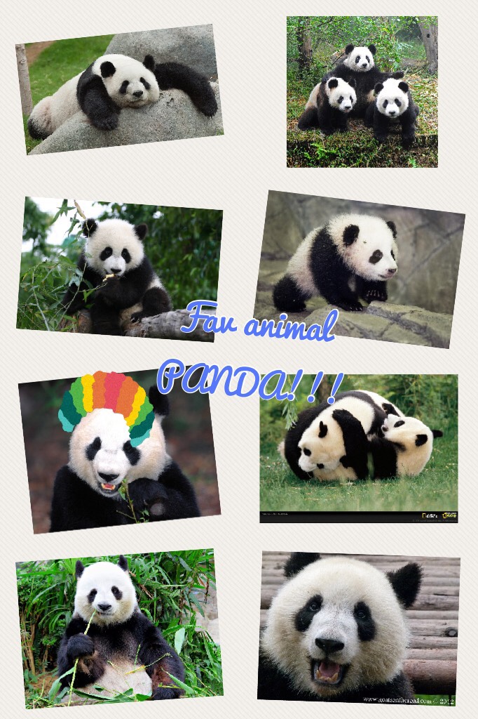 Fav animal PANDA!!! 
So cute!!!!