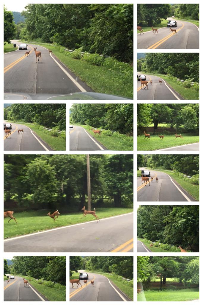 Ahh so these three deer ran in front of my grandmas car and the babies were like no older than a week and they were v skittish and they didn't know to follow they're mama and so she had to go back and get them to follow her whereas most moms just expect t