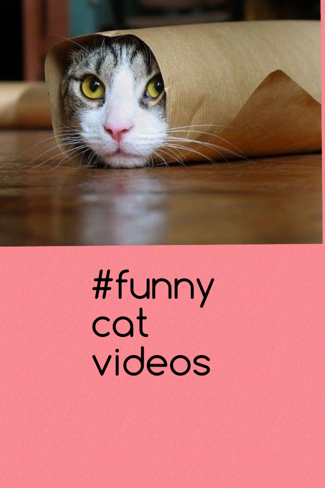 #funny cat videos
