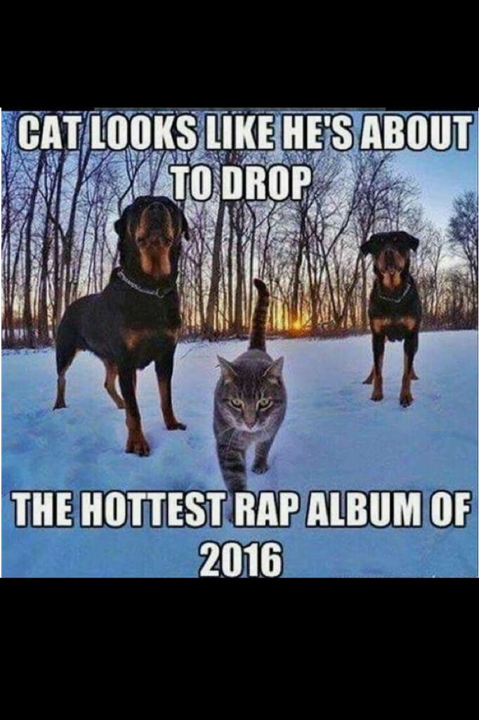Rapping cat