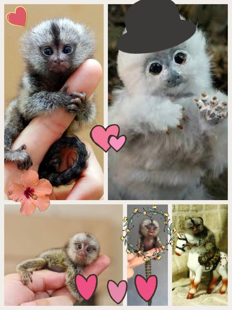 Baby 🍼👶 Marmot’s and finger monkeys 🐒🐵 They’re so adorable! 😆