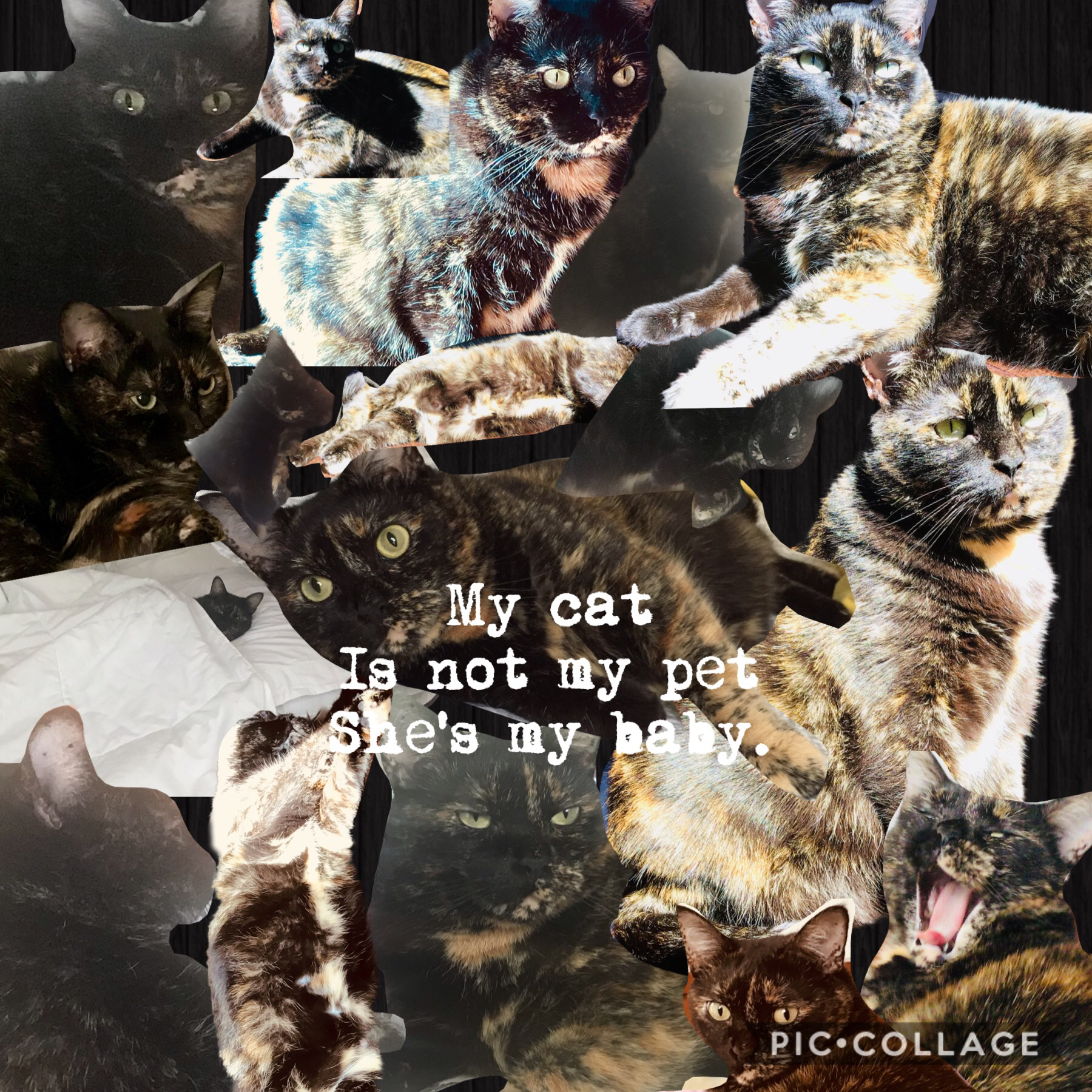Another cat collage... as you can see i’m a cat lover