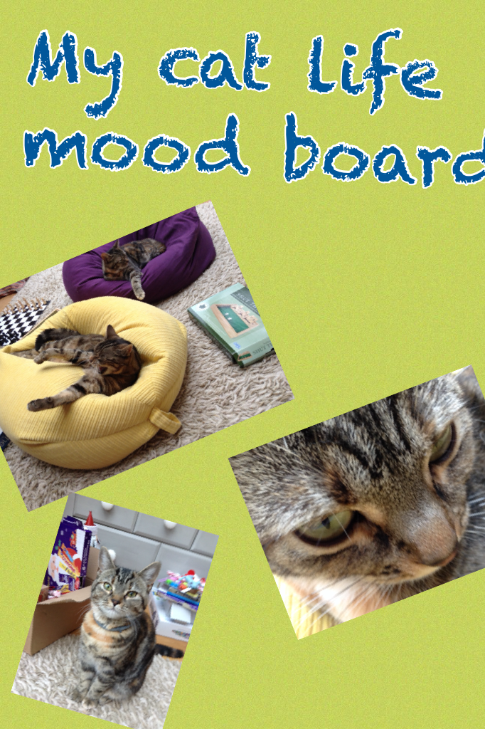 My cat life mood board featuring Myrtle and Trevor
